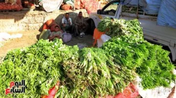 أسعار الخضراوات في الأقصر تستقر الأربعاء 26 نوفمبر 2025